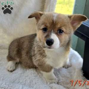 Rumi, Pembroke Welsh Corgi Puppy