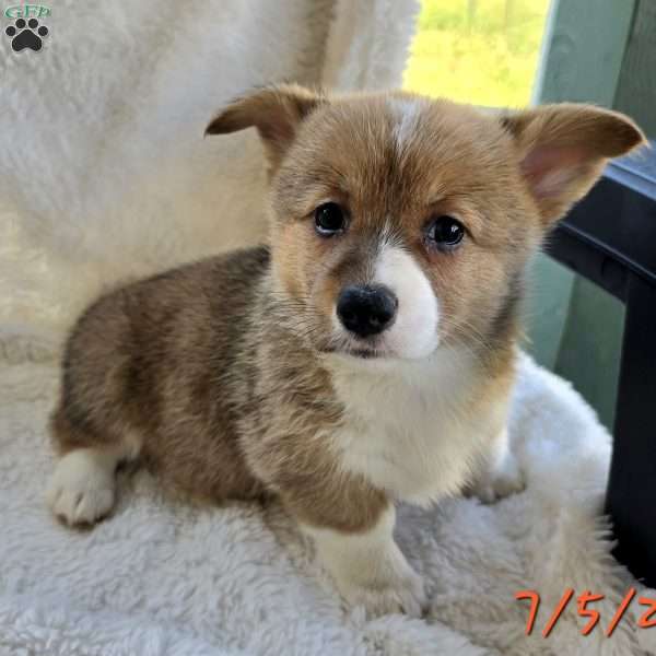Rumi, Pembroke Welsh Corgi Puppy