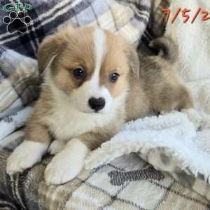 Juno, Pembroke Welsh Corgi Puppy