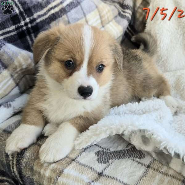 Juno, Pembroke Welsh Corgi Puppy