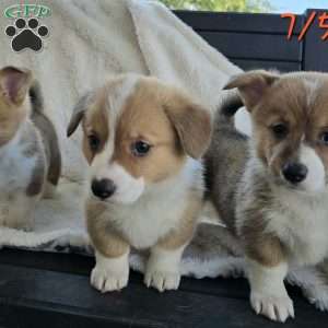 Juno, Pembroke Welsh Corgi Puppy