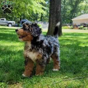 Ash, Mini Bernedoodle Puppy