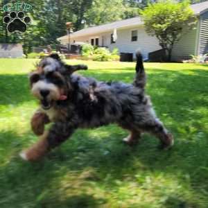 Ash, Mini Bernedoodle Puppy
