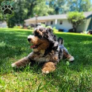 Ash, Mini Bernedoodle Puppy
