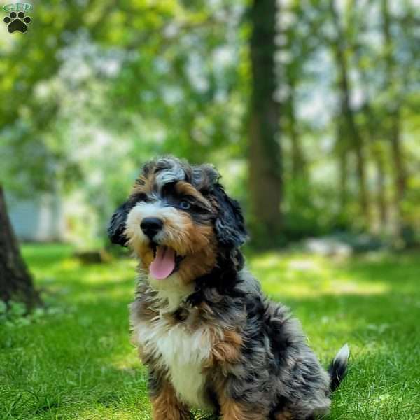 Ash, Mini Bernedoodle Puppy
