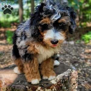 Ash, Mini Bernedoodle Puppy