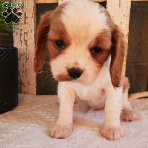 GIBBS, Cavalier King Charles Spaniel Puppy