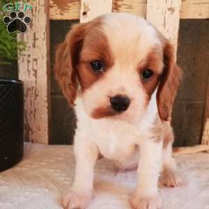 GIBBS, Cavalier King Charles Spaniel Puppy