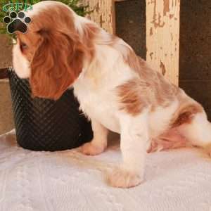 GIBBS, Cavalier King Charles Spaniel Puppy