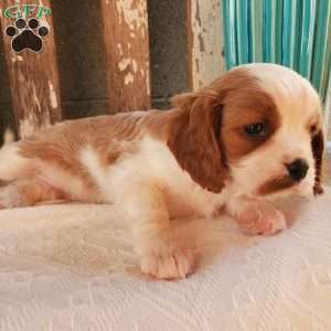 GIBBS, Cavalier King Charles Spaniel Puppy
