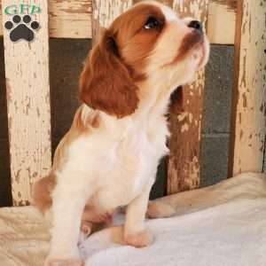 GIBBS, Cavalier King Charles Spaniel Puppy