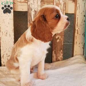 GIBBS, Cavalier King Charles Spaniel Puppy