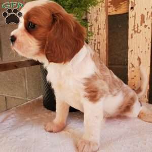 GIBBS, Cavalier King Charles Spaniel Puppy
