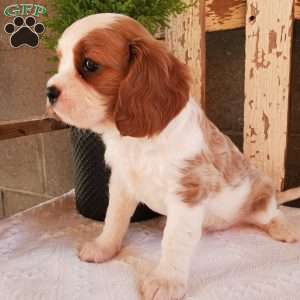GIBBS, Cavalier King Charles Spaniel Puppy