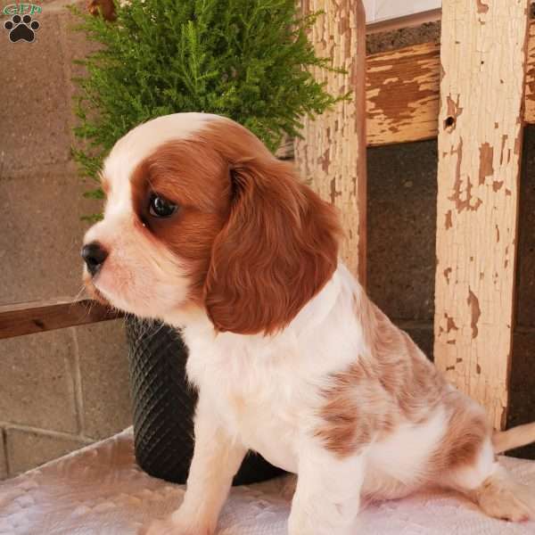 GIBBS, Cavalier King Charles Spaniel Puppy