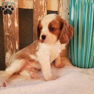GIBBS, Cavalier King Charles Spaniel Puppy