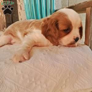 GIBBS, Cavalier King Charles Spaniel Puppy