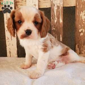 GIBBS, Cavalier King Charles Spaniel Puppy