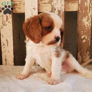 GIBBS, Cavalier King Charles Spaniel Puppy