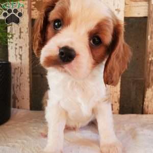 GIBBS, Cavalier King Charles Spaniel Puppy