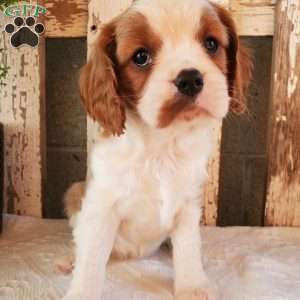 GIBBS, Cavalier King Charles Spaniel Puppy