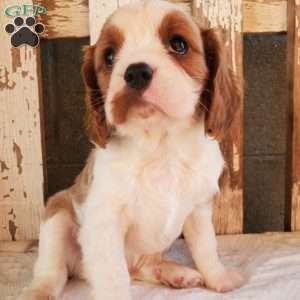 GIBBS, Cavalier King Charles Spaniel Puppy