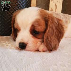 GIBBS, Cavalier King Charles Spaniel Puppy