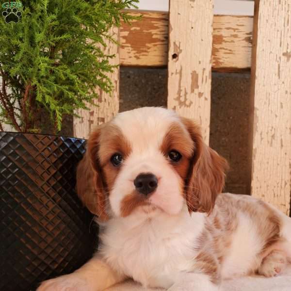 GIBBS, Cavalier King Charles Spaniel Puppy