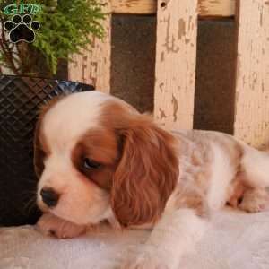 GIBBS, Cavalier King Charles Spaniel Puppy