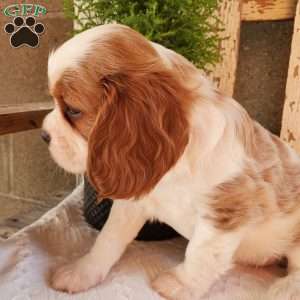 GIBBS, Cavalier King Charles Spaniel Puppy