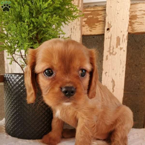 MIA, Cavalier King Charles Spaniel Puppy
