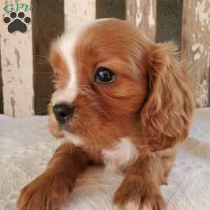 Quan, Cavalier King Charles Spaniel Puppy