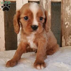 Quan, Cavalier King Charles Spaniel Puppy