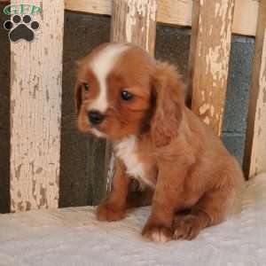 Quan, Cavalier King Charles Spaniel Puppy