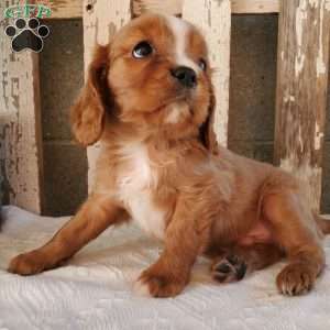 Quan, Cavalier King Charles Spaniel Puppy