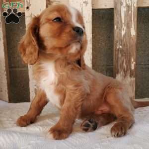 Quan, Cavalier King Charles Spaniel Puppy