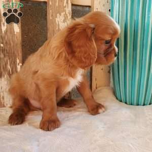 Quan, Cavalier King Charles Spaniel Puppy