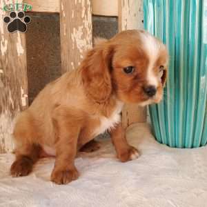 Quan, Cavalier King Charles Spaniel Puppy