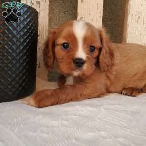 Quan, Cavalier King Charles Spaniel Puppy