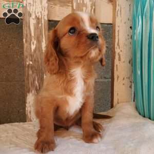Quan, Cavalier King Charles Spaniel Puppy