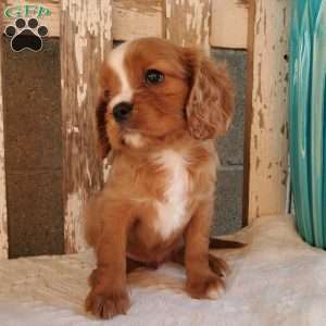 Quan, Cavalier King Charles Spaniel Puppy