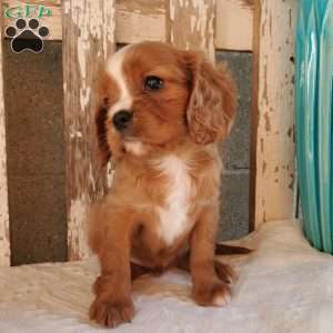 Quan, Cavalier King Charles Spaniel Puppy
