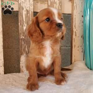 Quan, Cavalier King Charles Spaniel Puppy