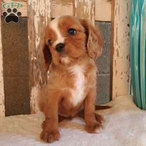 Quan, Cavalier King Charles Spaniel Puppy