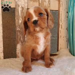 Quan, Cavalier King Charles Spaniel Puppy