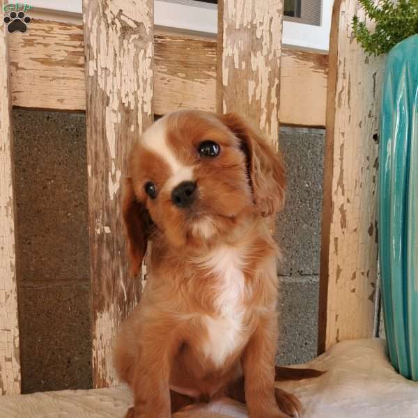 Quan, Cavalier King Charles Spaniel Puppy
