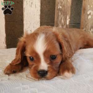 Quan, Cavalier King Charles Spaniel Puppy