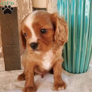 Quan, Cavalier King Charles Spaniel Puppy