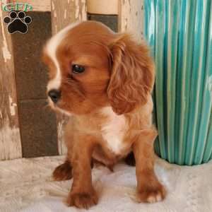 Quan, Cavalier King Charles Spaniel Puppy