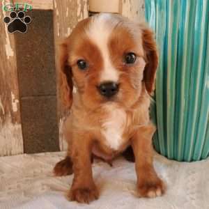 Quan, Cavalier King Charles Spaniel Puppy